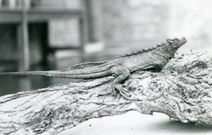 Un lucertolone a vela vulnerabile riposa su un tronco allo Zoo di Londra nel 1928