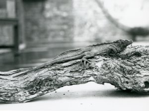 Un lucertolone a vela vulnerabile riposa su un tronco allo Zoo di Londra nel 1928