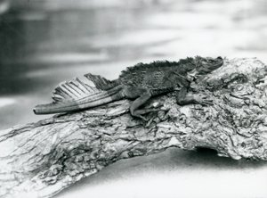 Un vulnerabile lucertola a vela, con una coda danneggiata, riposando su un tronco allo Zoo di Londra nel 1929