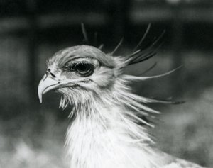 Un vulnerabile Uccello Segretario allo Zoo di Londra nel 1928 da Frederick William Bond