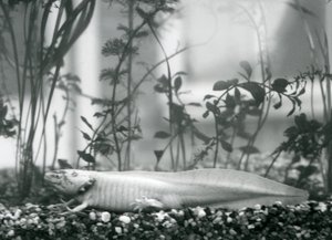 Un Axolotl bianco/Salamandra Messicana che riposa sulla ghiaia sul fondo di un serbatoio al London Zoo nel 1928
