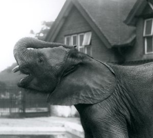Un giovane elefante africano con la proboscide sollevata sulla fronte, Zoo di Londra, agosto 1925