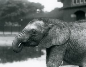 Un giovane elefante africano con la proboscide in bocca, Zoo di Londra, agosto 1925 da Frederick William Bond