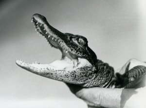 Un giovane alligatore tenuto per il collo dal suo custode, Zoo di Londra, agosto 1928 (foto in bianco e nero) da Frederick William Bond