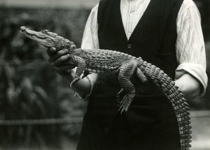 Un giovane alligatore americano tenuto dal suo custode, Zoo di Londra, 1924 da Frederick William Bond