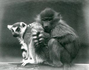 Un giovane babbuino si coccola con un lemure dalla coda ad anelli su una trave, Zoo di Londra, 1925