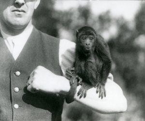 Un giovane scimmia urlatrice nera sul braccio di un uomo con la coda prensile avvolta intorno al polso, zoo di Londra, 1923 da Frederick William Bond