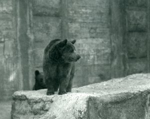 Un giovane orso bruno allo zoo di Londra, giugno 1914 da Frederick William Bond