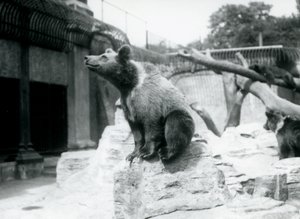 Un giovane orso bruno seduto su una roccia in primo piano con un altro che cammina dietro e un terzo che dorme su un ramo, Zoo di Londra, agosto 1913