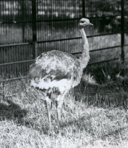 Un giovane Rhea di Darwin/Lesser Rhea in piedi sull