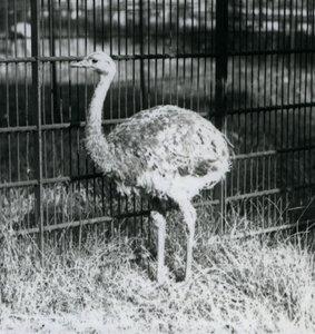Un giovane nandù di Darwin o nandù minore in piedi sull