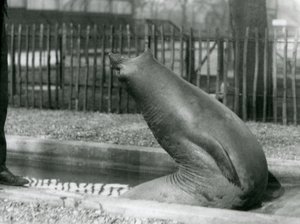 Un giovane elefante marino che si allunga all