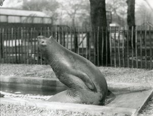 Un giovane elefante marino che si allunga all
