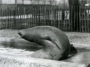 Un giovane elefante marino che si allunga all