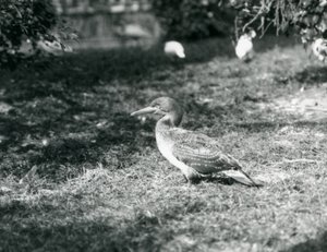 Un giovane sula in piedi sull