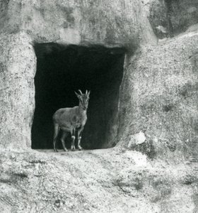 Un giovane stambecco greco in piedi all