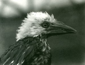 Un giovane bucero allo Zoo di Londra nel 1924 da Frederick William Bond