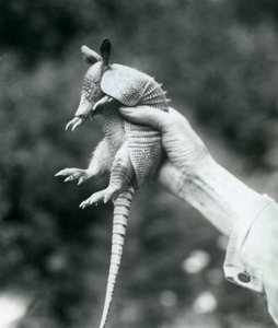 Un giovane armadillo a nove fasce tenuto in mano da un custode, Zoo di Londra, agosto 1926 da Frederick William Bond