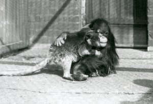 Un giovane orangutan abbraccia un canguro arboricolo allo Zoo di Londra nel 1927 da Frederick William Bond