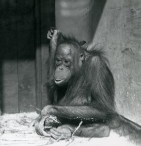 Un giovane orangutan seduto nel suo recinto allo Zoo di Londra, ottobre 1925 da Frederick William Bond