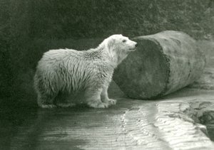 Un giovane orso polare allo Zoo di Londra nel novembre 1924 da Frederick William Bond