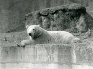 Un giovane orso polare che riposa su una sporgenza rocciosa nel suo recinto allo Zoo di Londra nel 1927 da Frederick William Bond