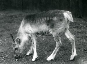 Un giovane renna allo Zoo di Londra, 1925 da Frederick William Bond