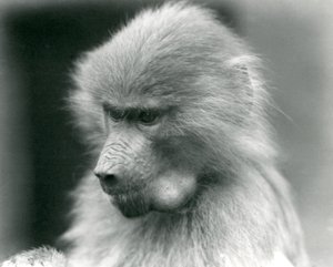 Un giovane babbuino sacro con la guancia piena, Zoo di Londra, 1925 da Frederick William Bond