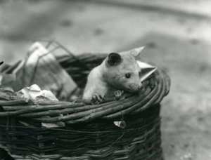 Un giovane opossum albino che sbircia fuori da un cestino allo zoo di Londra, ottobre 1920 da Frederick William Bond