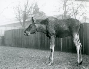 Un giovane alce maschio, con ferite di corna recentemente cadute, nel suo recinto allo Zoo di Londra da Frederick William Bond