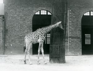 Una giovane giraffa femmina in piedi davanti a un albero, nel recinto fuori dalla Casa delle Giraffe, Zoo di Londra da Frederick William Bond