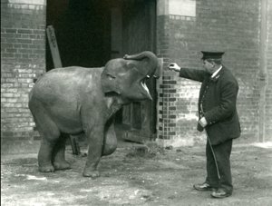 Una giovane elefante indiana con il guardiano H. Robertson, Zoo di Londra, 22 febbraio 1922 da Frederick William Bond