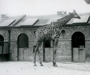 Un giovane maschio di giraffa nel suo recinto davanti alla Casa delle Giraffe, Zoo di Londra da Frederick William Bond