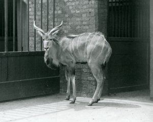 Un giovane maschio di Kudu maggiore nel suo recinto allo Zoo di Londra nel 1929 (foto in b/n) da Frederick William Bond