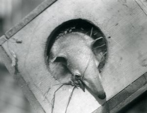 Un giovane tamandua sbircia fuori dalla sua scatola nido, Zoo di Londra, aprile 1925 da Frederick William Bond