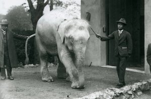 Elefante birmano albino Pawah con assistenti tra cui Dr. Saw Po Min, Zoo di Londra, maggio 1926 da Frederick William Bond