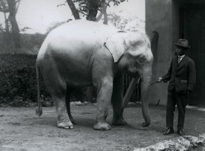 Elefante bianco albino Pawah con Dr. Saw Po Min, Zoo di Londra, maggio 1926 da Frederick William Bond