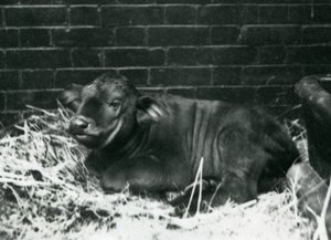 Un vitello di bufalo del Capo africano, nato nella menagerie l