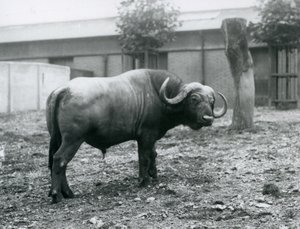 Un bufalo africano, o bufalo del Capo, nel suo recinto allo Zoo di Londra, 1927 da Frederick William Bond