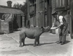 Un rinoceronte africano, Kathlene, e il custode Harry Warryck allo ZSL London Zoo, settembre 1928 da Frederick William Bond