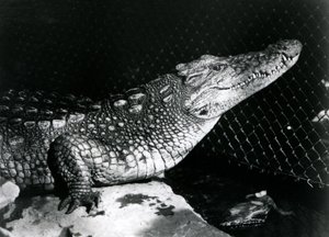 Un alligatore americano allo Zoo di Londra nel settembre 1924
