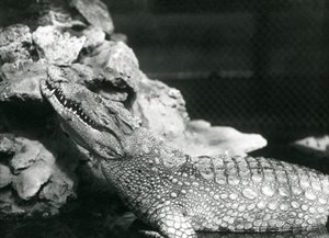 Un Alligatore Americano che riposa in una piscina, guardando verso le rocce al lato della piscina, Zoo di Londra