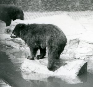 Un orso dagli occhiali andino che si bilancia su un tronco in una pozza d