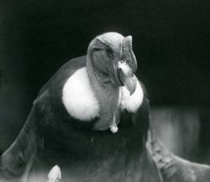 Un Condor delle Ande allo Zoo di Londra nel 1926 da Frederick William Bond
