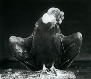 Un condor delle Ande che riposa su un tronco, Zoo di Londra, 1925 da Frederick William Bond