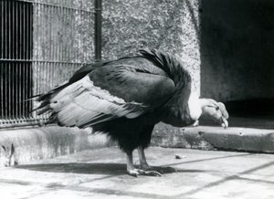 Un avvoltoio andino in piedi sul pavimento del suo recinto allo zoo di Londra nel luglio 1925 da Frederick William Bond
