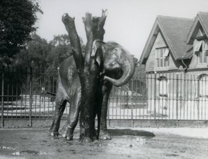 Un Elefante Asiatico che si gratta dietro l