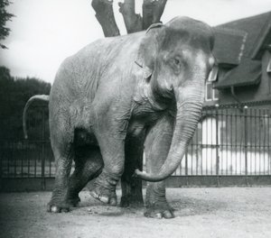 Un elefante asiatico che si gratta contro un albero morto, zoo di Londra da Frederick William Bond