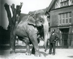 Un Elefante Asiatico che si gratta contro un albero morto, bilanciandosi su tre gambe, con il suo addestratore, Syed Ali, che osserva, London Zoo da Frederick William Bond