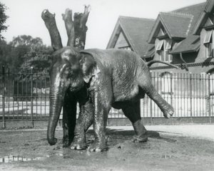 Un elefante asiatico che si gratta contro un albero morto, mentre si bilancia su tre gambe, zoo di Londra da Frederick William Bond